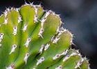 Eddie Sherwood_Cacti swimmers.jpg